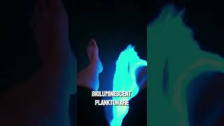 Bioluminescent Plankton patrickcla on TT bioluminescence organisms [upl. by Haggerty]