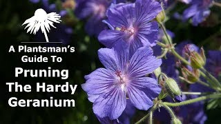 A plantsmans guide to Pruning The Hardy Geranium [upl. by Bronk]