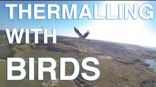 FPV  Thermalling with birds [upl. by Arst269]