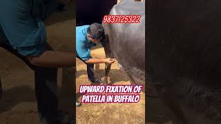 Upward fixation of patella in buffalo l dr Umar khan [upl. by Llevram919]