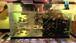 Tilapia Breeding amp Farming Tank Set Up [upl. by Isnan]