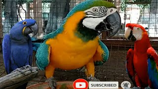 macaw parrot talking  macaw parrot sound [upl. by Iruam]