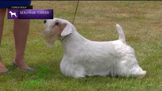 Sealyham Terriers  Breed Judging 2022 [upl. by Brout264]