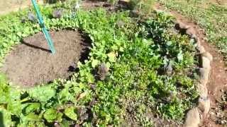 Introduction tour of my Mittleider Prepper Garden [upl. by Limann141]