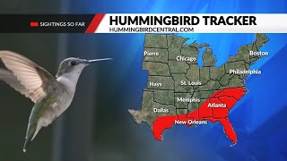 Hummingbird Migration Tracking the flights north through the United States [upl. by Lasorella703]