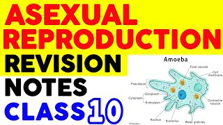 Asexual Reproduction  Class 10  Biology  Full Revision Notes PDF  Study Net [upl. by Sharl122]