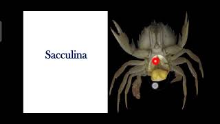 Sacculina 2nd sem Zoology topic and 1st sem Zoology Complimentary topic [upl. by Mariellen]