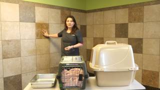 How to Stop Cats From Lying in the Litter Box  Here Kitty Kitty [upl. by Haimorej]