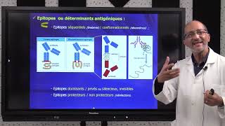 2 IMMUNOLOGIE S5  Introduction générale amp Notion dantigène Part2 [upl. by Rebmaed485]