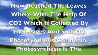 Osmosis Cohesion Adhesion Transpiration and Photosynthesis [upl. by Afatsum319]