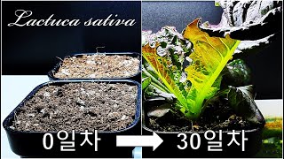 30일 만에 상추 수확하기｜로메인 상추 키우기｜30일간의 상추 성장과정｜샐러드용 잎상추 키우기｜From Seed To Harvest 4 Romaine Lettuce [upl. by Acira]