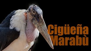 Conheça a Ave Mais Feia do Mundo 😱 Cegonha Marabu africana Leptoptilos Crumenifer [upl. by Jorgensen]