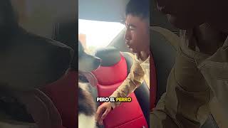 Este Hombre Trató de Engañar a Su Perro para Que Bajara del Auto y No Vas a Creer lo Que Pasó [upl. by Ahsinnod]