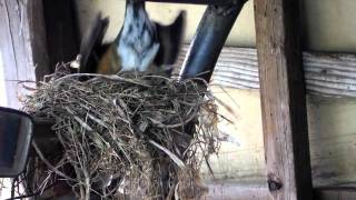 American Robin Bird Nest Build [upl. by Bendick644]