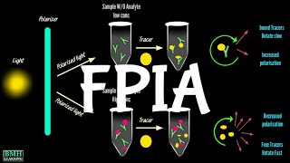 Fluorescence Polarisation Immunoassay  FPIA [upl. by Mcgannon]