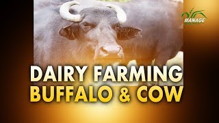 Dairy Farming Buffalo and Cow Malayalam [upl. by Ryhpez865]