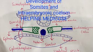 Development of Somites and Intraembryonic coelom  3rd week of Development  Part 4 of 5 [upl. by Ardnnek]