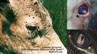 Pink Eye In Beef Cattle Causes Diagnosis Treatment  DL Step DVM [upl. by Ayna701]