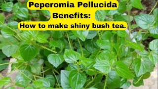 Peperomia Pellucida Benefits [upl. by Egiaf]