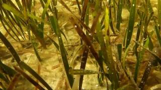 Seagrass Beds the Prairie of the Sea In the Grass St Joe Bay [upl. by Aleetha129]