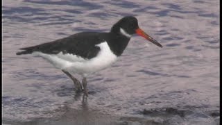 Huitrier pie  Oystercatcher  Austernfischer   Haematopus ostralegus [upl. by Forrest]