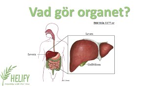 Vad gör organet levern [upl. by Darcee]