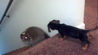 Miniature Dachshund playing with cat [upl. by Schaumberger442]