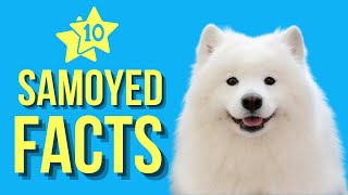 Samoyed Top 10 Facts You Never Knew About This Cute Dog [upl. by Eelrihs940]