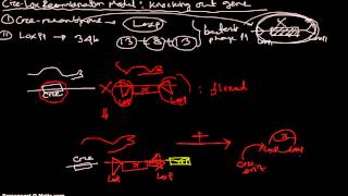 CreLox Recombination Systems [upl. by Marjy96]