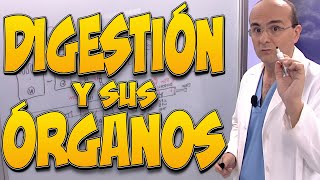 La DIGESTIÓN y sus ÓRGANOS ESTÓMAGO PÁNCREAS VESÍCULA BILIAR INTESTINO DELGADO HÍGADO y COLON [upl. by Attezi]