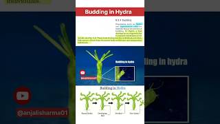 budding in hydra real 🔥 animated budding of hydra How do organisms reproduce ncert cbse viral [upl. by Niuq]