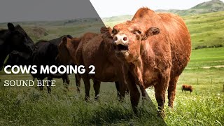 Cows Mooing 2 Sound Effect  Animal Audio Clips amp Sound Bites  Clean Sound Clips [upl. by Christalle]