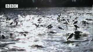 Thousands of fish leap out of water at same time  Slow Mo [upl. by Nnyleuqcaj]