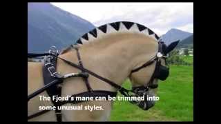 Fun Facts About Norwegian Fjord Horses [upl. by Estren]