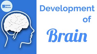 Development of the Brain  Neuroanatomy [upl. by Bear]