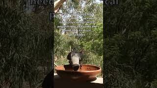 6 Reasons Why We Should Feed The Birds [upl. by Lalita]