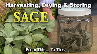 Sage Harvesting Drying and Storing [upl. by Loveridge]