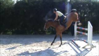 Caretino xx Carthago 5y  Horse for SALE [upl. by Photima]