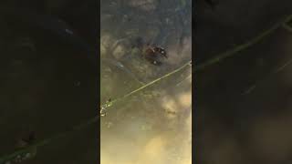 Signal crayfish swimming in a river  Beautiful crayfish filmed from a bridge [upl. by Nadabas201]