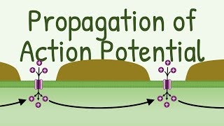 Propagation Of Action Potential  Saltatory Conduction  Nerve Muscle Physiology [upl. by Laurena]