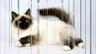 Top 10 Beautiful Cats [upl. by Trudnak766]