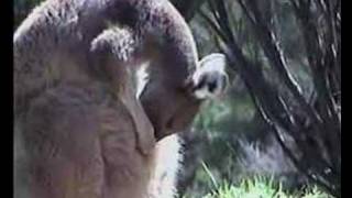 Kangaroo Joeys in Pouch Part 6 [upl. by Hanway]