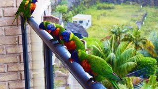 Rainbow Lorikeet Parrots  Australia Bird  Short Documentary [upl. by Fayre515]