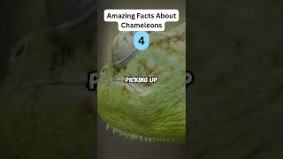 Amazing Facts About Chameleons zapetv animalfacts animalknowledge [upl. by Dominy]