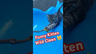 Funny Kitten Attacked With her wild Claws on the Ocean slide cat cats shorts [upl. by Francyne]