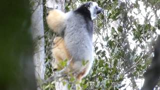 Diademed sifaka Madagascar [upl. by Leamsi]