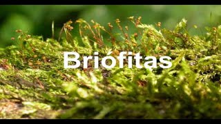 BRIÓFITAS E PTERIDÓFITAS [upl. by Enoved]