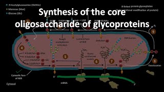 Protein glycosylation [upl. by Chessa]