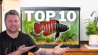 Top 10 UNIQUE Fish for a 10 Gallon Aquarium [upl. by Ylenats396]