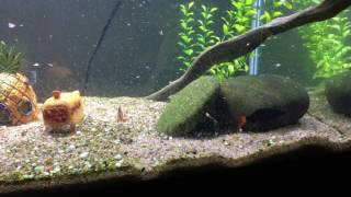 Pictus catfish going crazy during feeding time [upl. by Griffy]